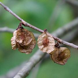   Fruits:   Ulmus rubra ; Photo by srall, inaturalist.org
